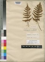Cheilanthes inaequalis (Kunze) Mett. [family ADIANTACEAE]