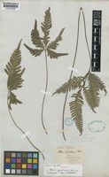 Holotype of Pteris grevilleana Wall. ex J. Agardh [family PTERIDACEAE]