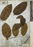 Syntype of Gnetum paniculatum Spruce ex Benth. [family GNETACEAE]