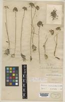 Type of Allium caesioides Wendelbo [family ALLIACEAE]