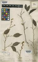 Isotype of Casearia praecox Griseb. [family FLACOURTIACEAE]