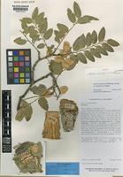 Isotype of Ateleia martinezii J.Linares [family LEGUMINOSAE-PAPILIONOIDEAE]