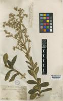 Type of Vernonia cognata Less. var. cinerascens Schultz [family COMPOSITAE]