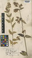 Brickellia lancifolia B.L.Rob. & Greenm. [family COMPOSITAE]