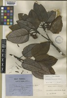 Type of Rhodoleia ovalifolia Ridl. [family HAMAMELIDACEAE]