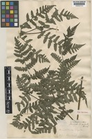 Type of Gymnogramma decurrenti-alata Hook. [family ADIANTACEAE]