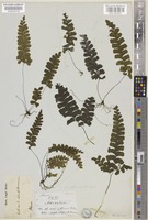 Type of Adiantum diaphanum Blume [family ADIANTACEAE]
