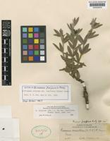 Eriosema crinitum (Kunth) G.Don. var. fusiformis (Rusby) Grear [family LEGUMINOSAE-PAPILIONOIDEAE]