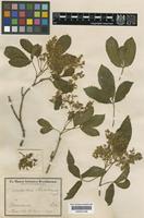 Balfourodendron riedelianum (Engl.) Engl. [family RUTACEAE]