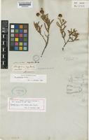 Lectotype of Mimosa rupestris Benth. [family LEGUMINOSAE-MIMOSOIDEAE]