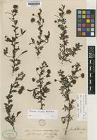 Lectotype of Mimosa trachycarpa Benth. [family LEGUMINOSAE-MIMOSOIDEAE]