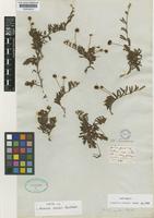 Lectotype of Mimosa reptans Benth. [family LEGUMINOSAE-MIMOSOIDEAE]