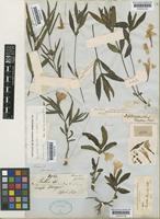 Ruellia geminiflora Kunth [family ACANTHACEAE]