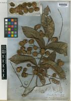 Porocystis toulicioides Radlk. [family SAPINDACEAE]