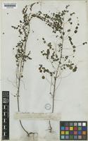 Phyllanthus orbiculatus Rich. [family EUPHORBIACEAE]