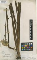Lachnanthes tinctoria (Walter ex J.F.Gmel.) Elliott var. major Griseb. [family HAEMODORACEAE]