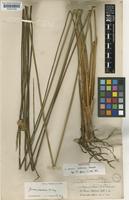 Isotype of Juncus valdiviae Steud. [family JUNCACEAE]