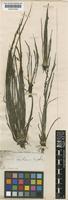 Isoetes cubana Engelm. ex Baker [family ISOETACEAE]