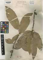 Holotype of Quercus hintonii E.F.Warb. [family FAGACEAE]