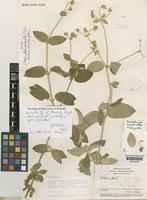 Isotype of Alternanthera dendrotricha C.C.Towns. [family AMARANTHACEAE]