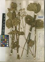 Type of Gomphrena chloromalla Lopr. [family AMARANTHACEAE]