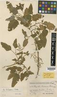 Chenopodium crusoeanum Skottsb. [family CHENOPODIACEAE]