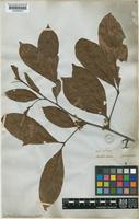 Matayba inelegans Radlk. [family SAPINDACEAE]