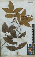 Paullinia interrupta Benth. [family SAPINDACEAE]