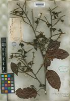 Paullinia tricornis Radlk. [family SAPINDACEAE]
