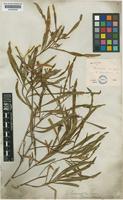 Dodonaea viscosa Jacq. [family SAPINDACEAE]