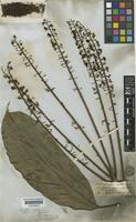 Schefflera sphaerocoma (Benth.) Harms [family ARALIACEAE]