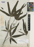 Manihot esculenta Crantz [family EUPHORBIACEAE]