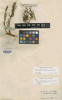 Type of Viscum verticillatum Sieber [family VISCACEAE]