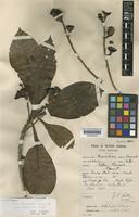 Ocotea tomentella Sandwith [family LAURACEAE]