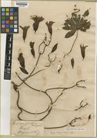 Type of Ipomoea glaziovii Damm. [family CONVOLVULACEAE]