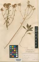 Iberis intermedia Guersent [family CRUCIFERAE]