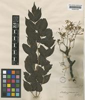 Melia azedarach L. [family MELIACEAE]