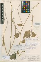 Dolichorhynchus arabicus Hedge & Kit Tan [family CRUCIFERAE]
