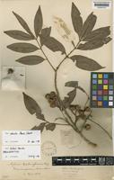 Paratype of Aglaia barberi Gamble [family MELIACEAE]