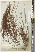 Isolectotype of Lycopodium casuarinoides Spring [family LYCOPODIACEAE]