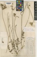 Daucus crinitus Desf. var. comosus [family UMBELLIFERAE]