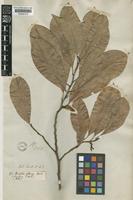 Type of Michelia oblonga Wall. ex Hook.f. & Thomson [family MAGNOLIACEAE]