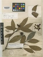 Type of Illicium henryi Diels var. typicum A.C.Sm. [family ILLICIACEAE]