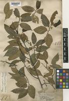 Type of Grewia oxyphylla Burret [family TILIACEAE]