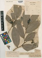 Holotype of Polyalthia lateritia J.Sinclair [family ANNONACEAE]