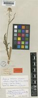 Isotype of Nasturtium cernuum Nutt. ex Torr. & A. Gray [family CRUCIFERAE]