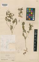 Impatiens micromeris Hook.f. [family BALSAMINACEAE]