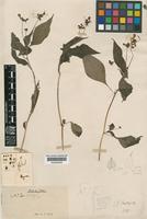 Impatiens scullyi Hook.f. [family BALSAMINACEAE]