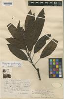 Type of Mangifera parkinsonii C.E.C.Fisch. [family ANACARDIACEAE]