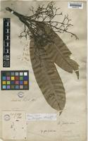 Holotype of Mangifera oblongifolia Hook.f. [family ANACARDIACEAE]